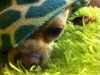 hiding