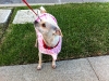 new_coat