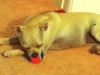 Guarding Ball while Sleeping