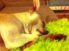 Trying Out Pillow