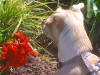 Smelling the Flowers