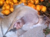More Flowers to Smell