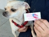 lucy_voted