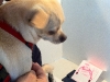 lucy_voting