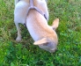 sniffing