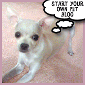Start Your Own Pet Blog