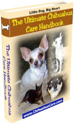 Ultimate Chihuahua Care