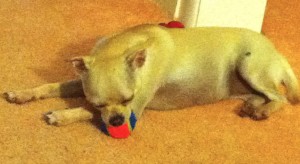lucy sleeping