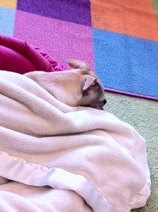 Lucy Under a Blanket