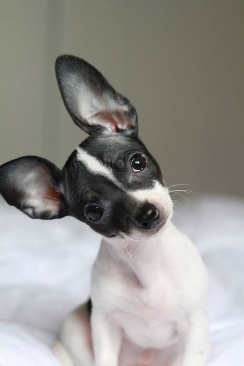 Chihuahua Cutie