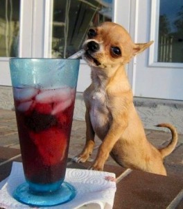 Chihuahua Drinking