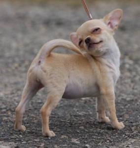 Chihuahua Tail Wagger
