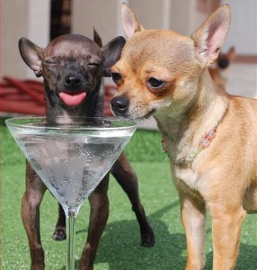 Drinking Chihuahuas