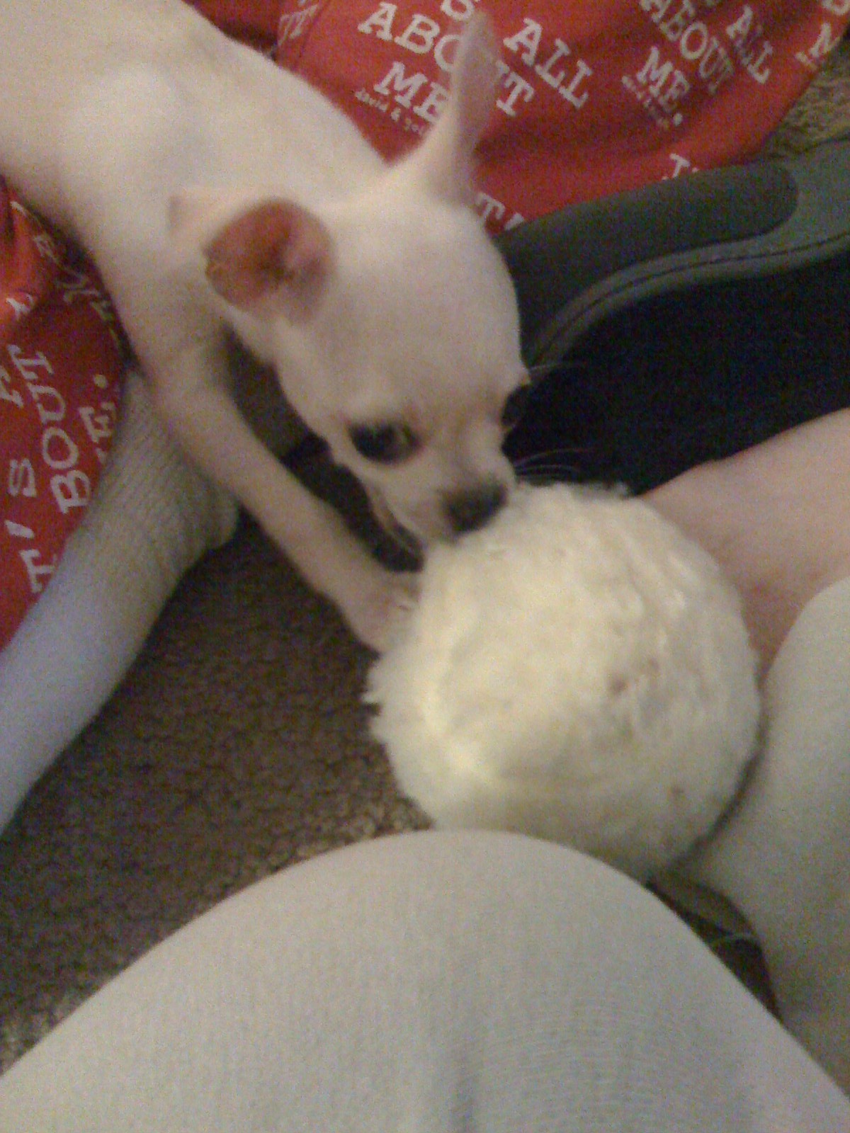 Why does my Chihuahua chew everything? All My Chihuahuas